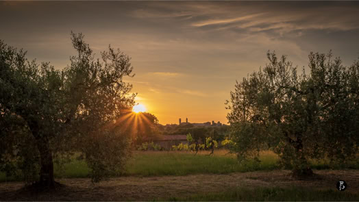 Tramonto su un campo con alberi di ulivo e cielo nuvoloso.