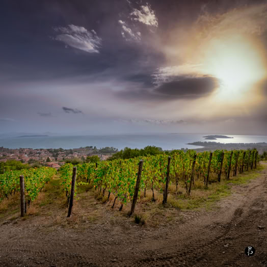 Vigneto al tramonto con cielo nuvoloso e sole che filtra tra le nuvole, vista sul mare in lontananza.