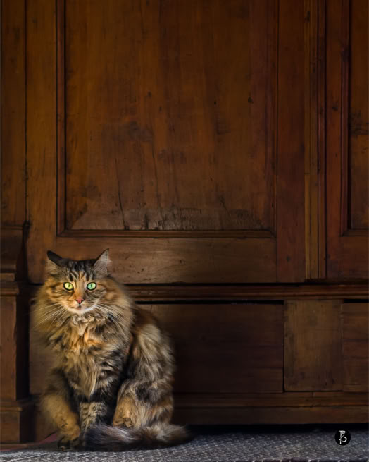Gatto a pelo lungo seduto davanti a un mobile di legno scuro.