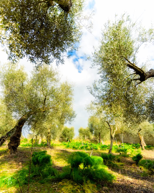 Ulivi in un campo con cielo parzialmente nuvoloso. Content creator in Umbria e Toscana per aziende, hospitality e professionisti: foto, visual storytelling e contenuti per social media.